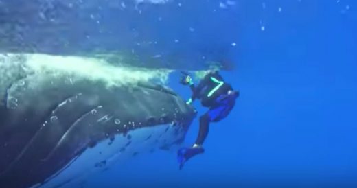 Massive Whale Warns Diver Of Nearby Shark