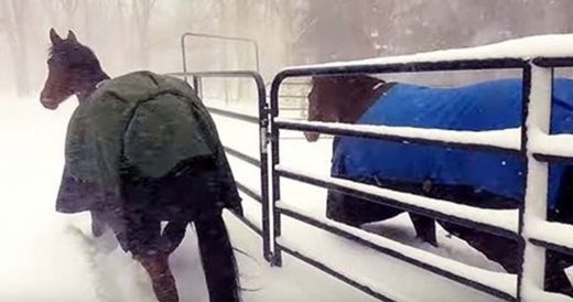 Horses Are Sent Out Into The Snow And They Really Don’t Like It