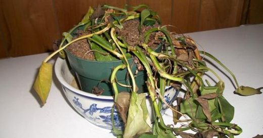 Woman Adds Oatmeal To Houseplants To Stop Them From Dying