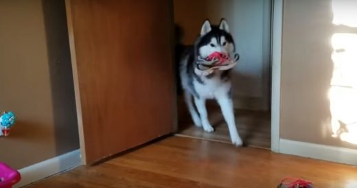 Owner Guilt Trips Husky For Stealing Shoe And His Intelligent Response Is Perfec...