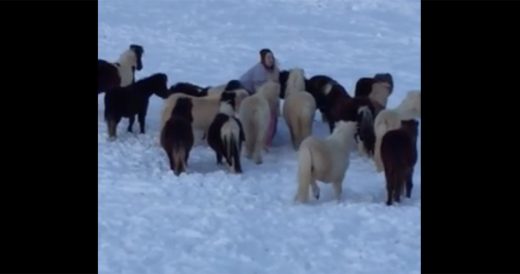 Boy Tries To Goes Sledding And Mini Horses Foil His Plan