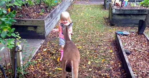 Baby Deer Comes Face To Face With Little Girl And Dad Is Delighted