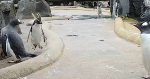 Happy Penguin Jumps Around Zoo While Others Look Annoyed