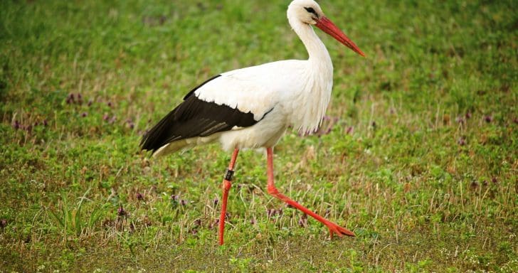 Injured Stork Can’t Migrate Anymore, Her Soulmate Flies Thousands Of Miles To ...