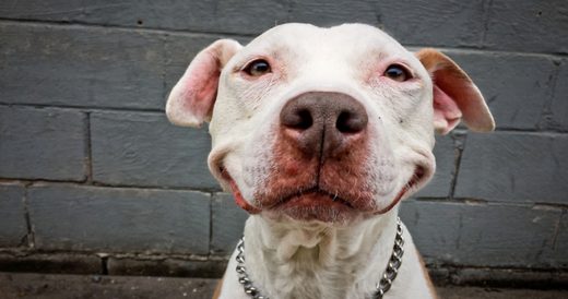 Brinks, The Smiling Dog, Is The Happiest Pooch In New York