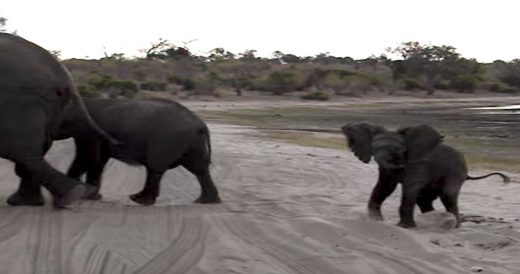 Family On Safari Records Baby Elephant Sneezing