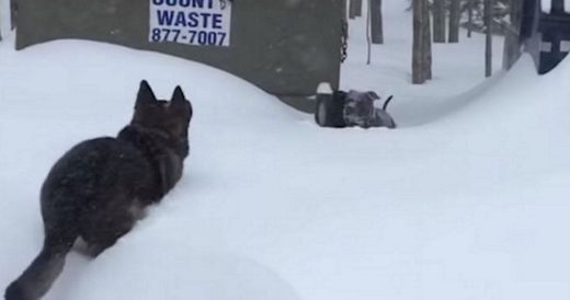 Helpless Dog Stuck In Pile Of Snow, Instantly Sees German Shepherd Lunging Towar...