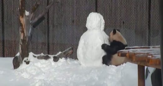 Zookeepers Build Snowman Inside Panda’s Home And Capture The Fun Interaction