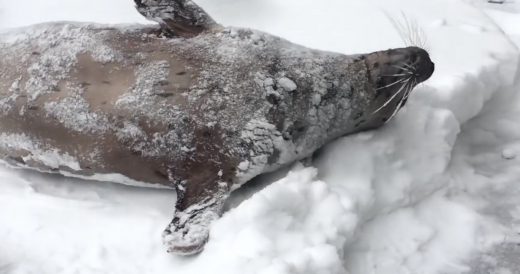 Zoo Closes After Massive Snow Storm And Security Camera Catches Animals Playing ...