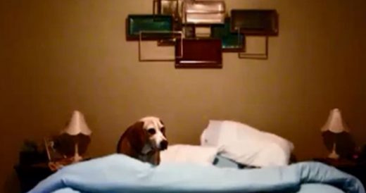 Tidy Beagle’s Interesting Bedtime Routine Gets Recorded