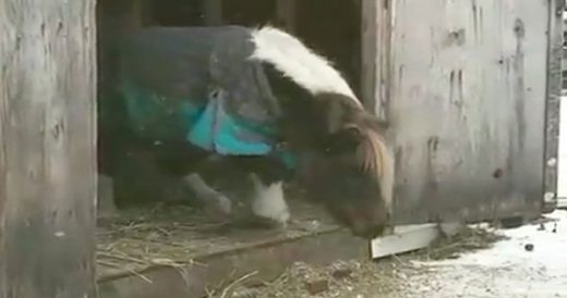 Mini Horse Throws Temper Tantrum Trying To Leave Barn In The Snow