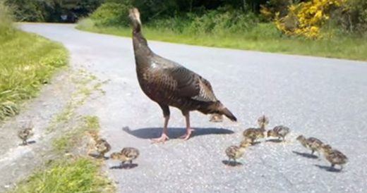 Turkey Mother Senses Danger Nearby And Immediately Signals To Save Chicks’ Liv...