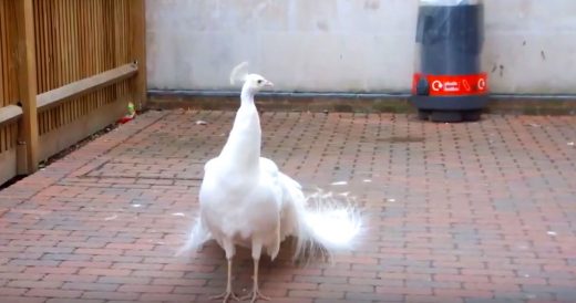 Rare Peacock Turns Around To Show Off It’s Gorgeous Tail