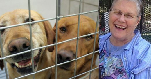 Woman Loses Her Husband And Days Later Finds Shelter Dog Nobody Wants