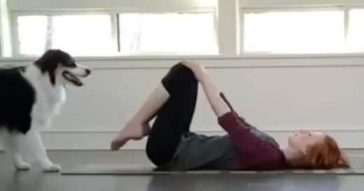 Acrobatic Dog Masters Challenging Yoga Position With Owner