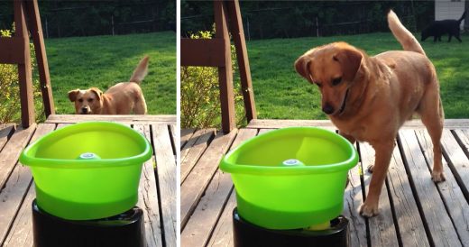 Owner Has Great Way To Keep Dog Happy Without Having To Play Fetch Ever Again