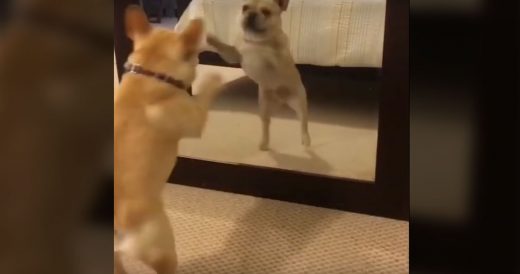 French Bulldog Dances In Front Of Mirror