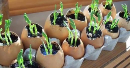 6 Ways To Incorporate Leftover Eggshells Into A Garden