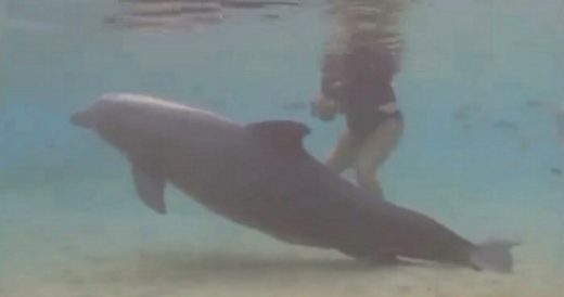 Mama Dolphin Gives Birth