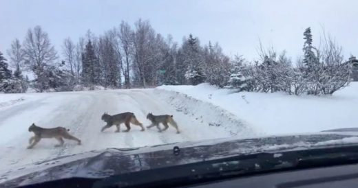 3 Lynx Cross The Road And Woman Notices More Keep Coming