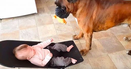 Boxer Entertains Baby In Bouncing Seat