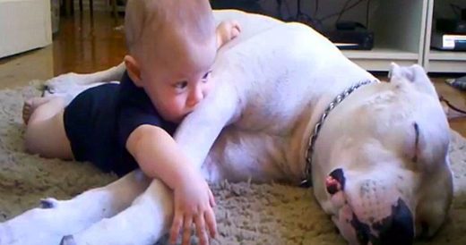 Snuggly Baby Gets Comfy With Doggy Best Friend For A Weekend Afternoon At Home