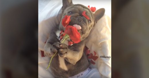 Lovable Frenchie Nibbles On Roses