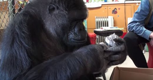 Lonely Gorilla Doesn’t Have Kids Of Her Own So She Gets “Babies” To Take C...