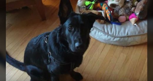 Mom Is Confused By German Shepherd’s Decision When She Asks Him To Pick Toy