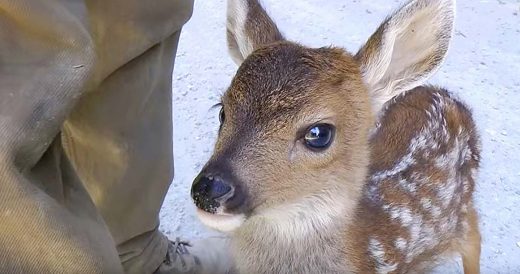 Logger Is Chosen By Baby Deer To Be New Mom