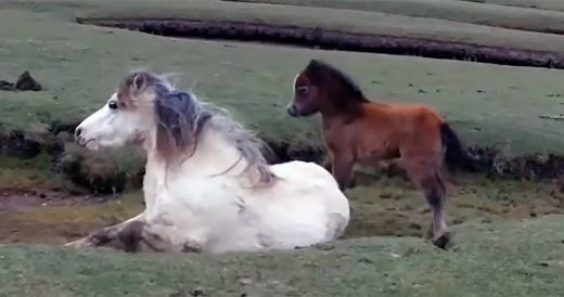 Baby Horse Sticks By Mom’s Side To Signal Trouble And Rescuers Come To Save Th...