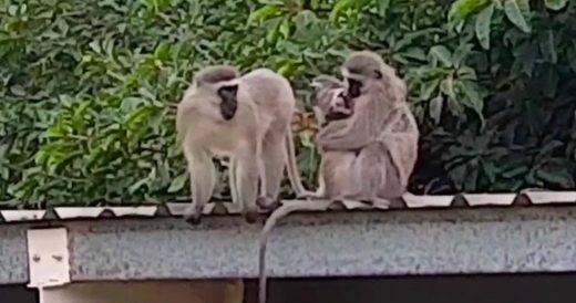 Troop Of Monkeys Warmly Welcomes Home Their Missing Family Member In Cozy, Cuddl...