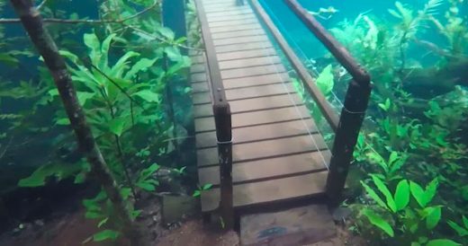 Haunting Footage Of Lush Hiking Trail Submerged Underwater Is Eerily Beautiful