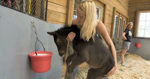 Woman’s Effort To Rescue “Leftover” Foals Sheds Light On Dark Side Of Raci...