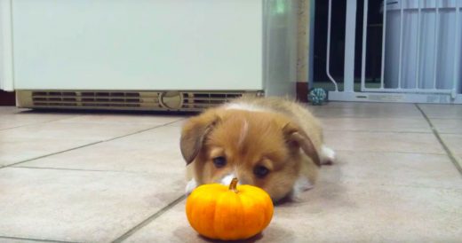 Corgi Puppy Meets Mini Pumpkin And His “Attack” Is Heart Gushing