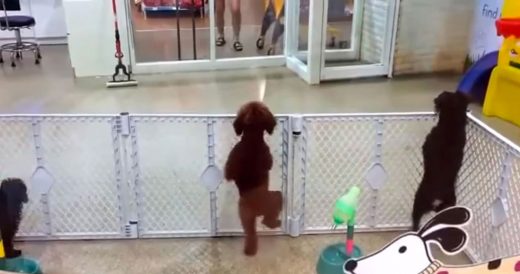 Puppy Sits Silently In Day Care Center And Starts Dancing When Owner Walks In