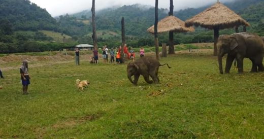 Elephant And Dog Play Game Of Chase