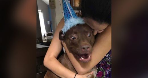 2 Dogs Have Different Takes On Celebrating Their Birthdays Which We All Know Too...