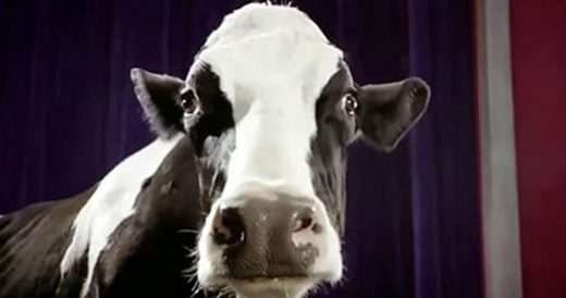 Talented Dairy Cow Takes The Stage And Flaunts Her Dance Skills