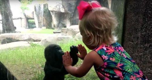 Little Girl Mirrors Young Gorilla In Playful Moment Through The Glass