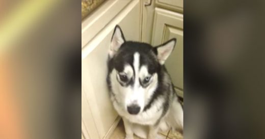 Shameful Dog Quickly Apologizes After Trying To Bite His Owner