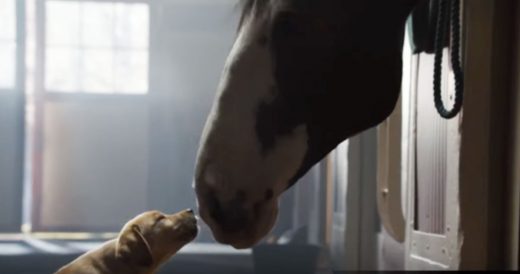 Clydesdale Horses Rescue Lost Puppy In Heartwarming Super Bowl Ad