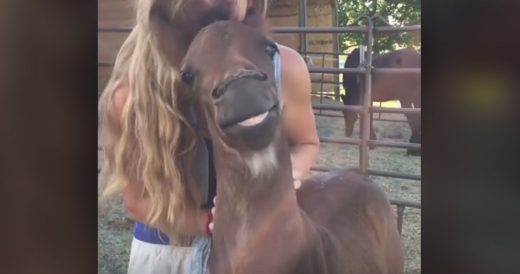 Girl Starts Scratching Pony’s Neck, His Facial Expressions Have The Internet I...