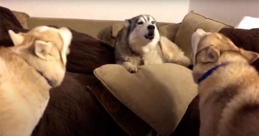 Heated Argument Between Huskies Is Animated And Fun