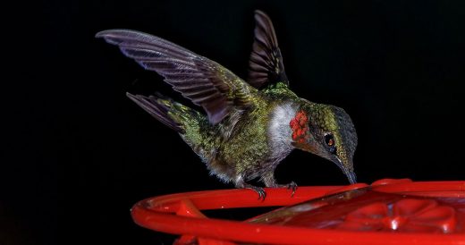 Photographer Captures Rare Footage Of 30+ Hummingbirds Bathing Together And It�...