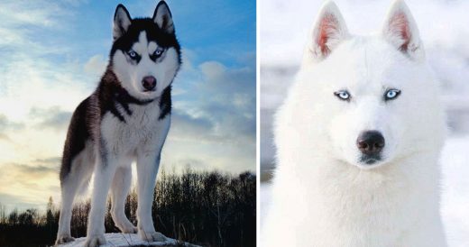 15 Photos That Show The Beauty Of Huskies