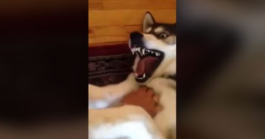 Owner Tickles Husky And Pup’s Giggles Are Contagious