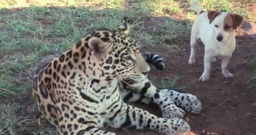 Jaguar And Dog Play With Each Other