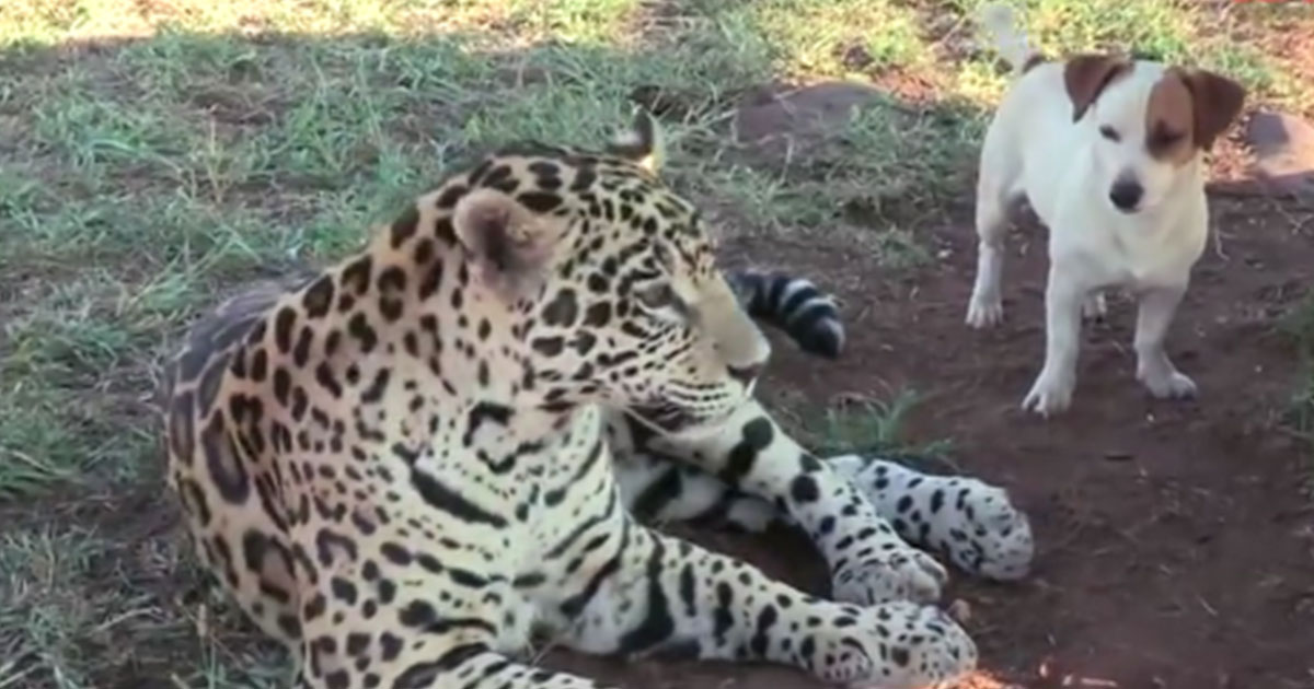 Jaguar And Dog Play With Each Other | MetaSpoon