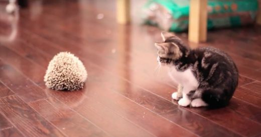 Kitten Approaches Frightened Hedgehog Until Seconds Later They’re Friends